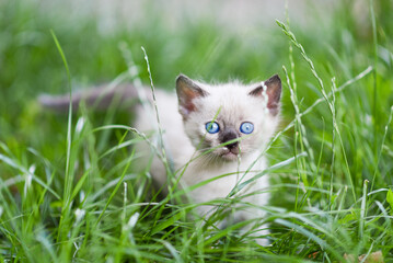 little gray Siamese kitten in tall green grass, kitten walking outside, scared kitten