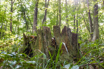 broken tree stump near graas in forest