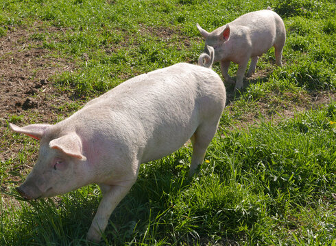 bucolica immagine di maiali in campagna