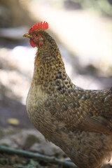 Free range chicken on a traditional poultry farm,