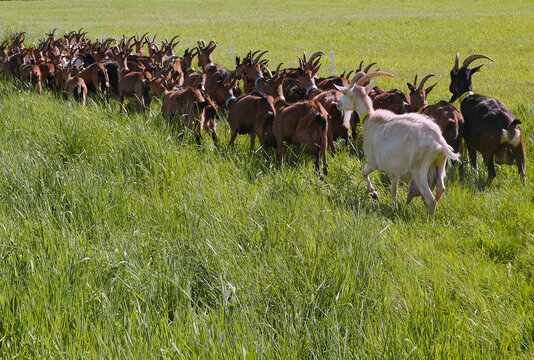 bucolic image of a herd of goats in the countryside
