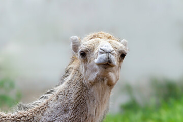 Head of young white dromedary in the desert looking at camera