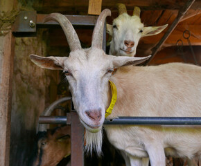 close-up view of goats on the farm