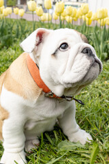 An English bulldog in a public park. Pets. A thoroughbred dog