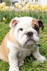 An English bulldog in a public park. Pets. A thoroughbred dog