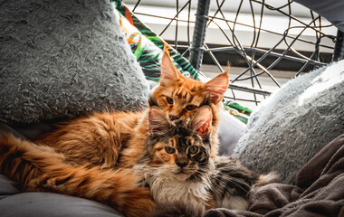 Two Maine Coon cats lying on a swing