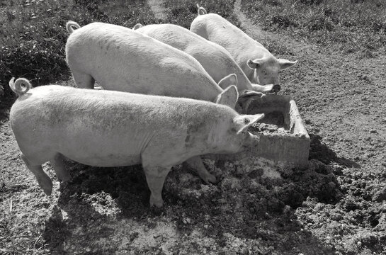 bucolica immagine di maiali in campagna
