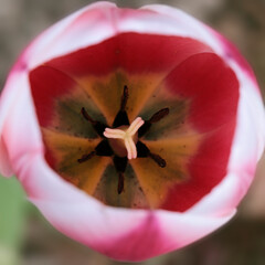 Close-up of the Tulip flower shot from above