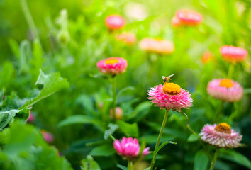 A bee collecting nectar from a yellow pollen of a pink flower in the garden. Selective focus