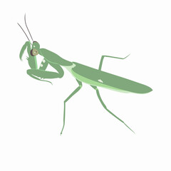 Vector green praying mantis.  This animal is often dubbed the worship insect because it has a gesture like worshiping