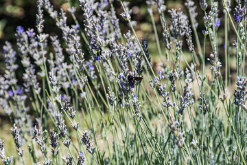 Abeja en flores de Lavanda
