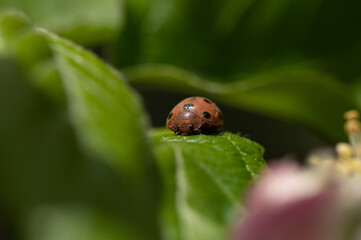 Henosepilachna elaterii - Melon Ladybird - Coccinelle du Melon - Coccinelle de la Bryone