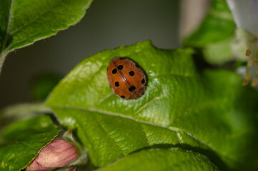 Henosepilachna elaterii - Melon Ladybird - Coccinelle du Melon - Coccinelle de la Bryone