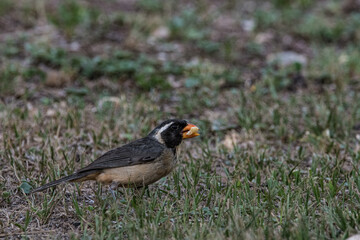 Pajaro comiendo en el campo