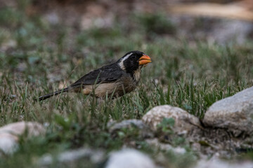 Pajaro comiendo en el campo