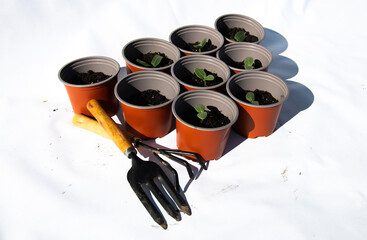 seedlings in plastic pots on white table. Green plants in peat pots. Baby plants sowing in small...