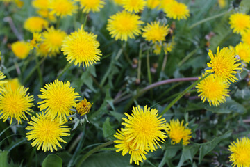 Flowers yellow dandelions in the meadow in spring