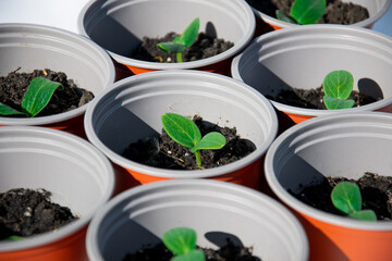 seedlings in plastic pots on white table. Green plants in peat pots. Baby plants sowing in small...