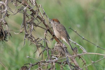Eurasian blackcap( Sylvia atricapilla ) sitting on branch. Wildlife photo