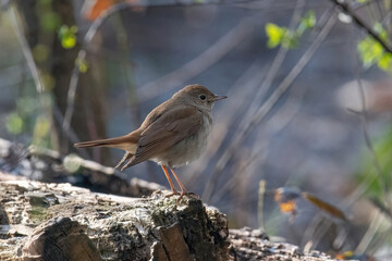 Black redstart, Phoenicurus ochruros,walks in the grass in search of food