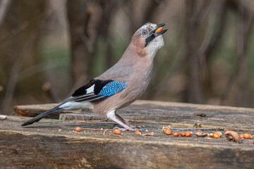 Closeup of Eurasian Jay- Garrulus glandarius in its natural habitat