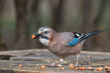 Closeup of Eurasian Jay- Garrulus glandarius in its natural habitat
