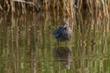 Spotted Redshank in water (Tringa erythropus)