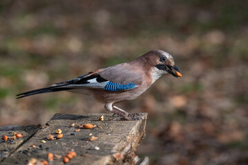 Closeup of Eurasian Jay- Garrulus glandarius in its natural habitat