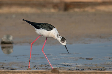 The black-winged stilt (Himantopus himantopus) bird on salt lake