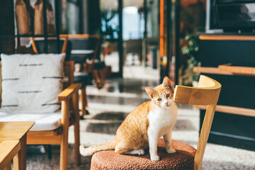 Cat sitting on the chair at cafe.