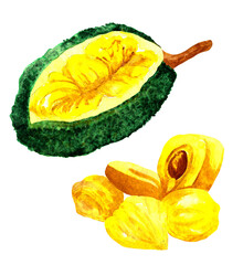 Watercolor ripe jackfruit and fruit slices isolated on white background