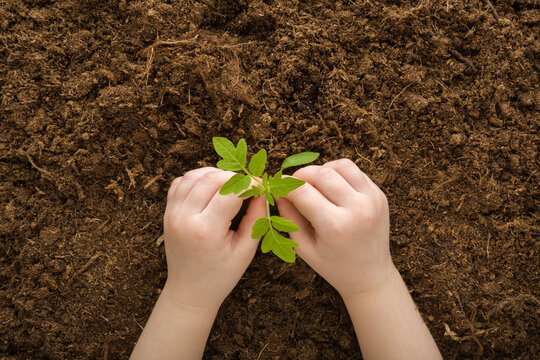 Toddler hands touching small green tomato plant on dark brown soil background. Child involvement in gardening. Preparation for garden season. Point of view shot. Closeup. Top down view.