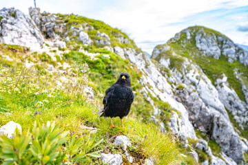 Allgäuer Bergflora und Fauna