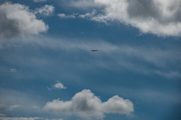 Fototapeta na wymiar Aguila en vuelo con un cielo azul y nubes blancas