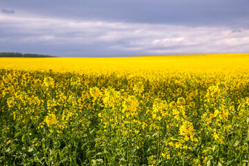 Obraz premium Rapeseed field