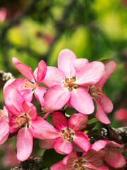 Fototapeta na wymiar Cranberry Tree in Michigan - Wild Cherry Tree in Michigan - Spring in Michigan