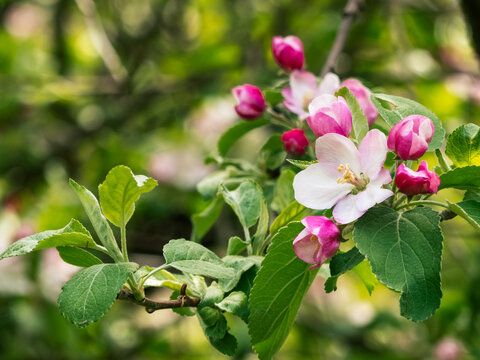 Apple Bud In The Spring - Michigan Apple Tree In Blossom 