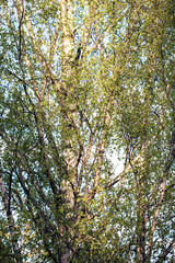 Fototapeta premium autumn leaves in the forest, nacka sweden, sverige