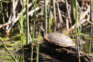Fototapeta premium Schildkröte am Teich