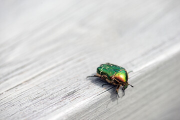 ladybird on a leaf, nacka sweden, sverige