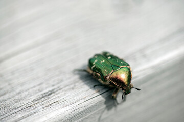 bug on a leaf, nacka sweden, sverige