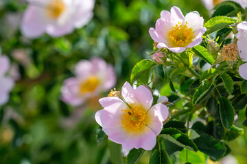 Wild rose bush (Rosa canina) with beautiful pink flowers