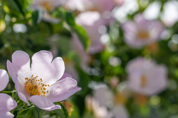 Obraz premium Wild rose bush (Rosa canina) with beautiful pink flowers