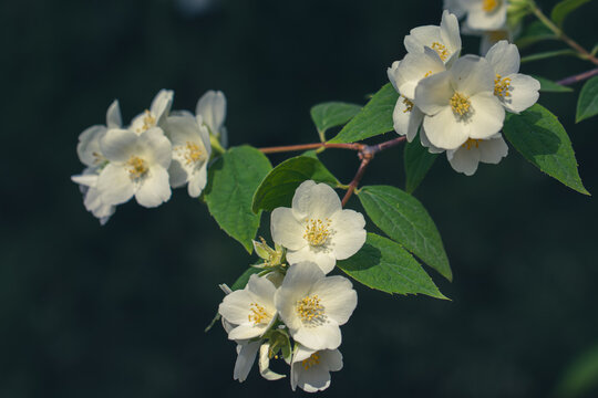 White celinda flowers (Philadelphus coronarius) at sunset on black background