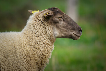 Portrait of a sheep, against green background 