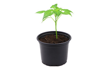 Pepper seedlings in a black pot isolated on a white background..A young pepper sprout in a pot.Pepper seedlings. Copy space.Gardening
