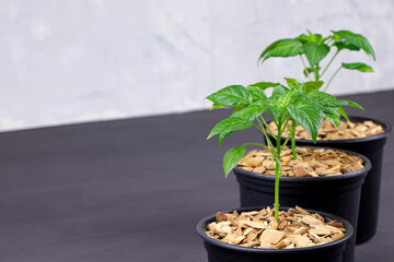 Pepper seedlings in a black pot mulched with chips.A young pepper sprout in a pot.Pepper seedlings. Copy space.Gardening