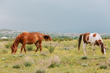 Fototapeta premium A pair of multi colored horses grazing in a green meadow next to the village