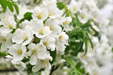 flowers of apple