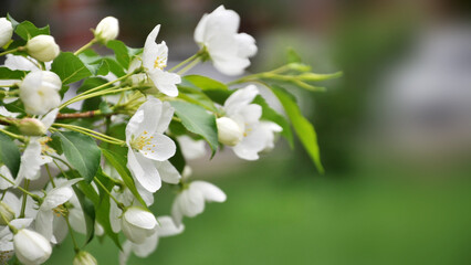 white flowers of a tree